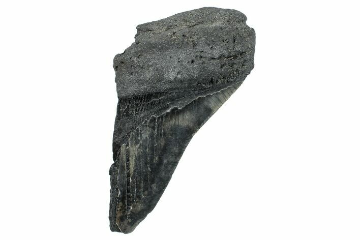 Partial Fossil Megalodon Tooth - South Carolina #272584